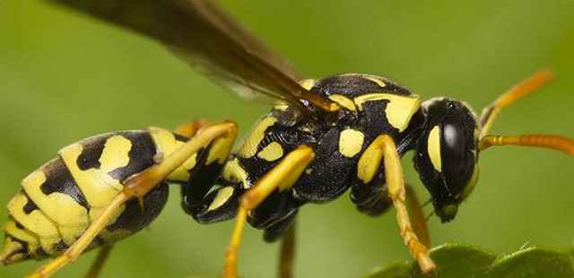 Wasps, hornets